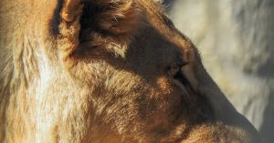 Chicago Big Oaks Parking