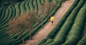 Chicago Forest Glen Parking