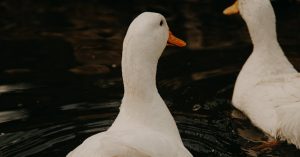 Chicago Kosciuszko Park Parking