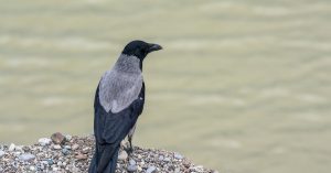 Chicago Norwood Park East Parking