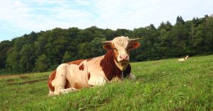 Chicago Ranch Triangle Parking