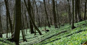 Chicago Wildwood Parking
