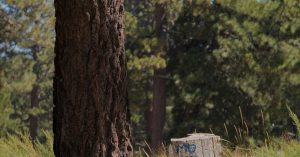 Chicago Wrightwood Parking