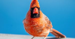 Indiana Parking Information