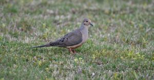 Nashville Parking Information