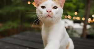 Tennessee Parking Information